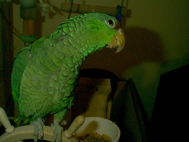 parrot1.gif